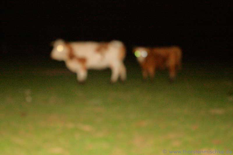 Foto: spooky cows © www.ThorstenMischke.de Fotodesign Kiel